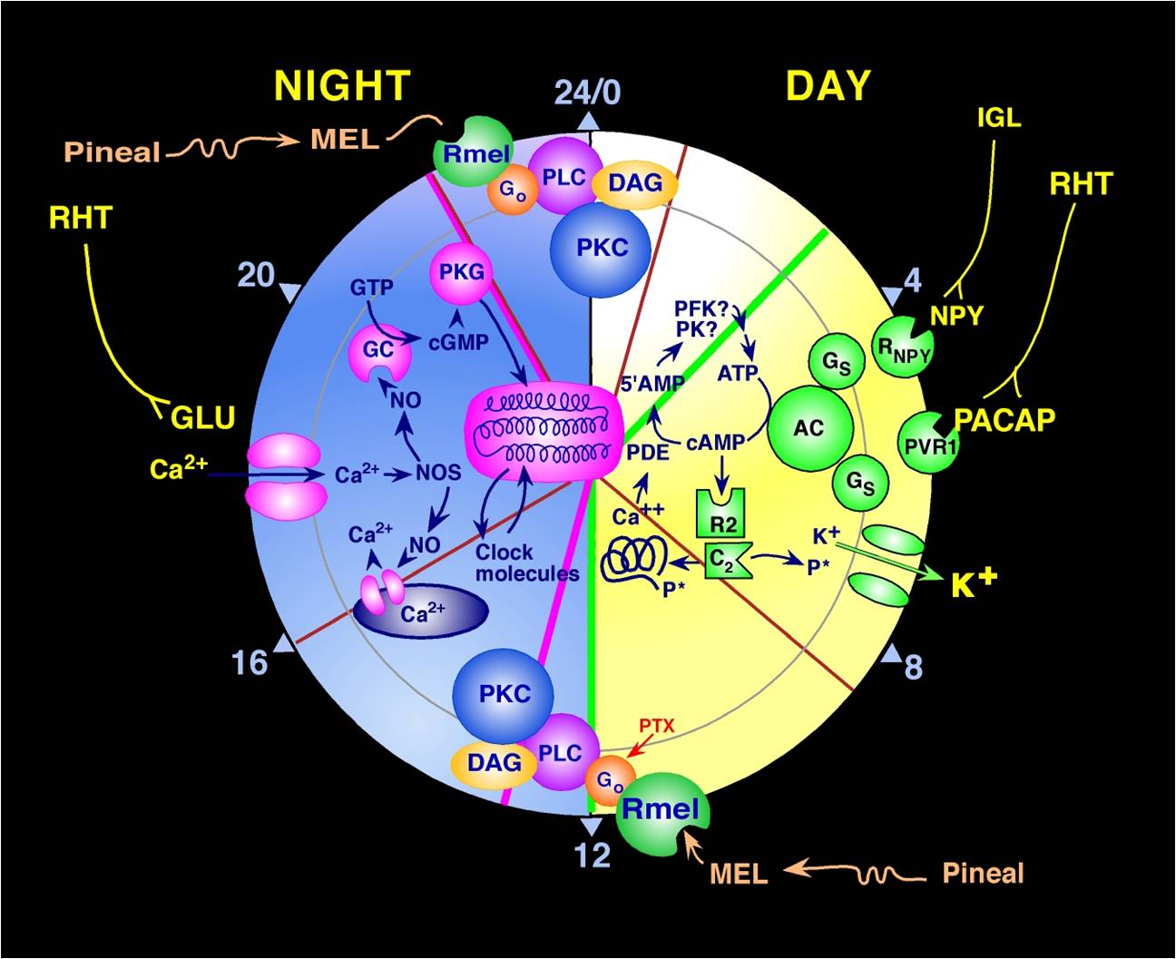 signaling schematic